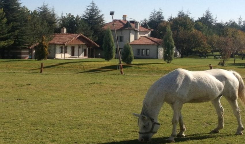 تربية الخيول في تركيا اسكي شهير