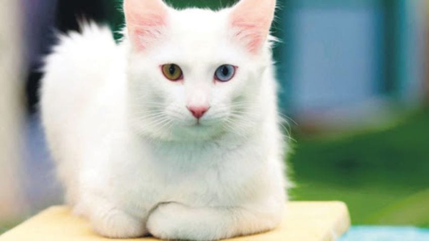 Personalità del gatto turco Van