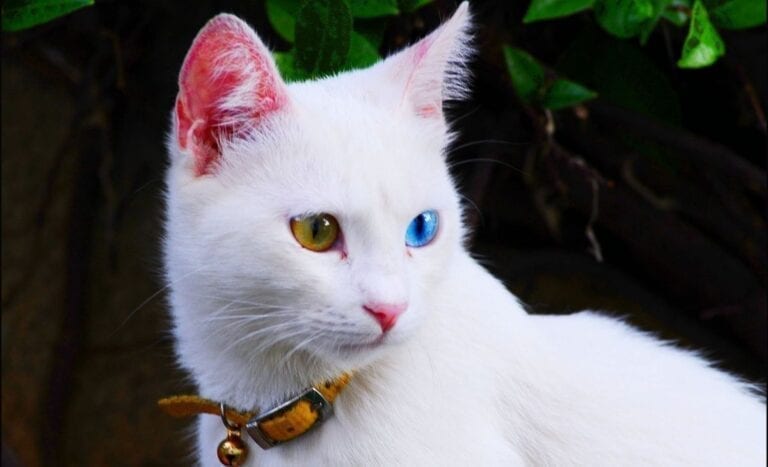 Подробнее о статье Личность турецкого ванского кота