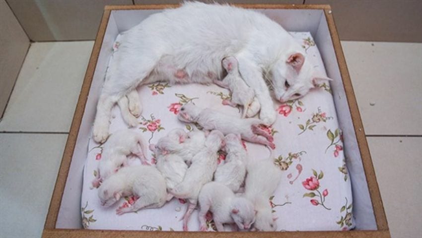 Van Turkish cat pregnancy  van kittens
