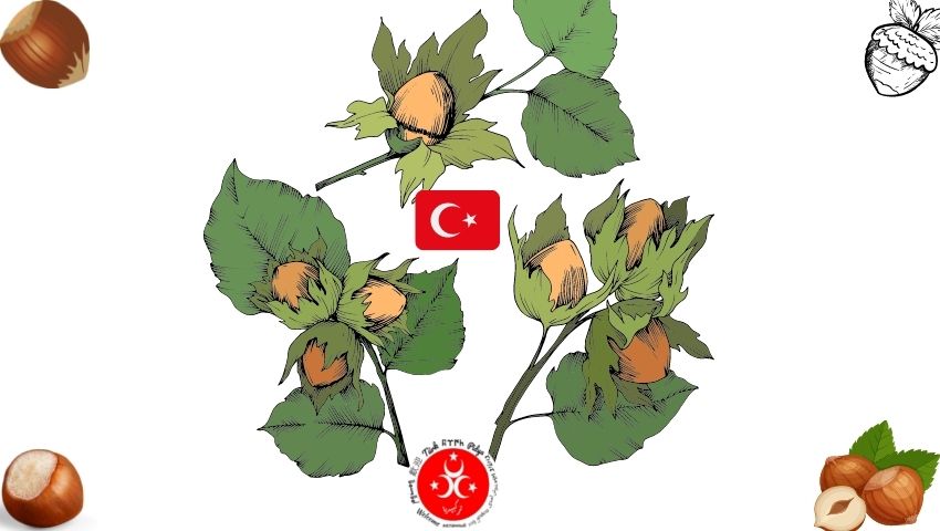 Producción de avellanas en Turquía