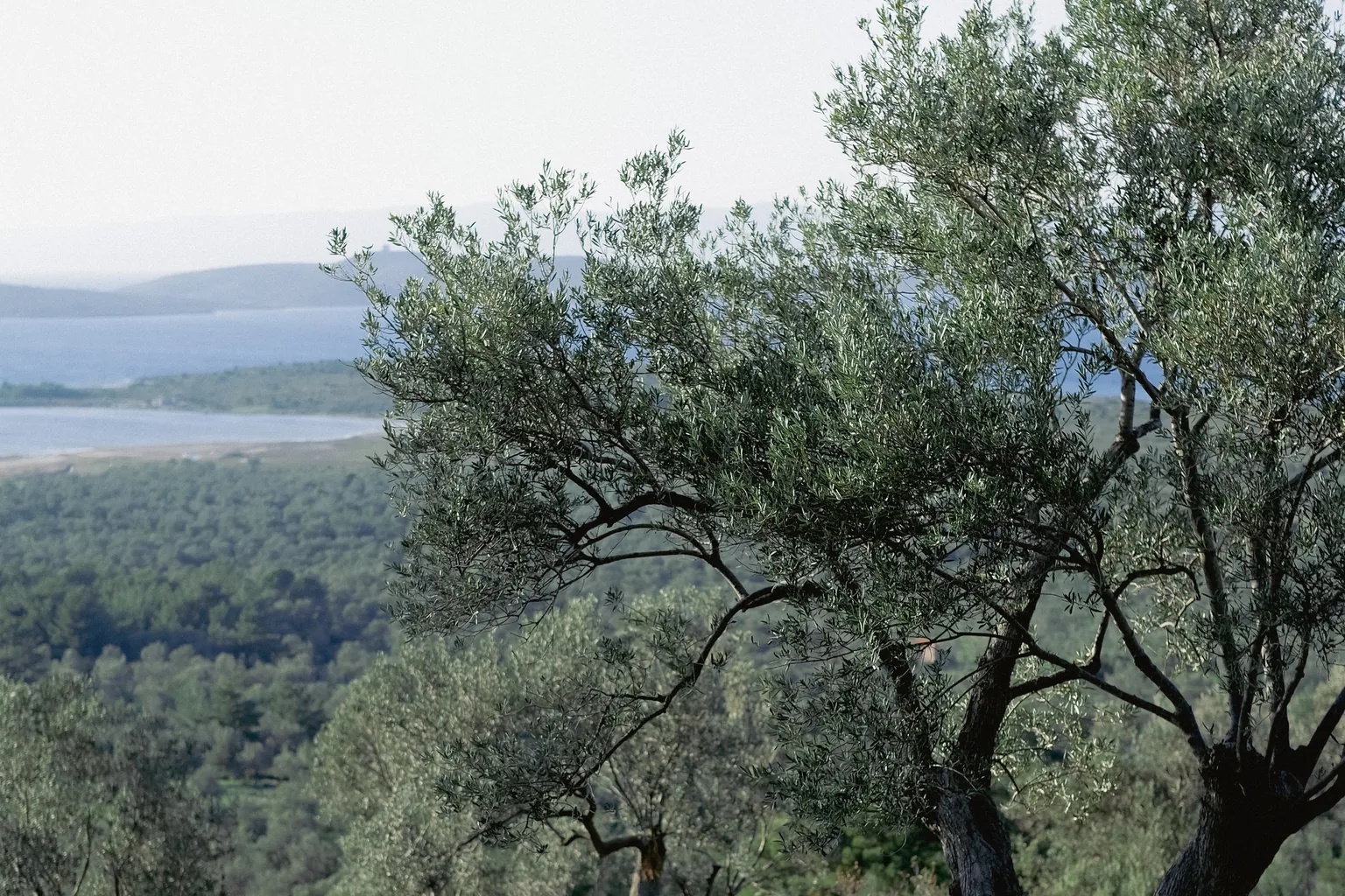olives and olive oil in turkey cover