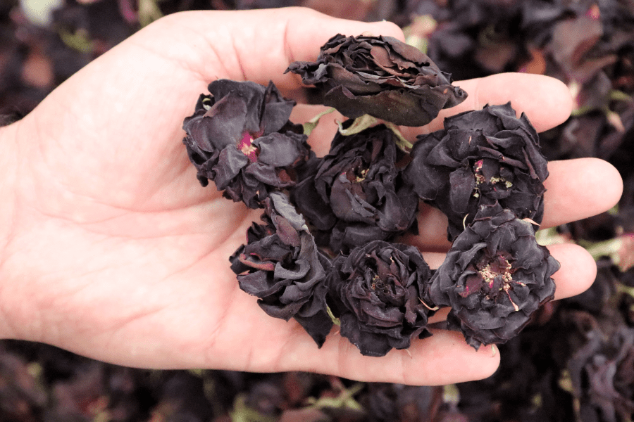 Schwarze Rose Tuerkei 1