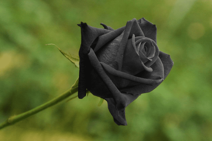 Schwarze-Rose-Tuerkei-2