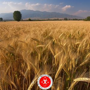 Read more about the article Regiony produkcji pszenicy w Turcji: pełny przewodnik 2023