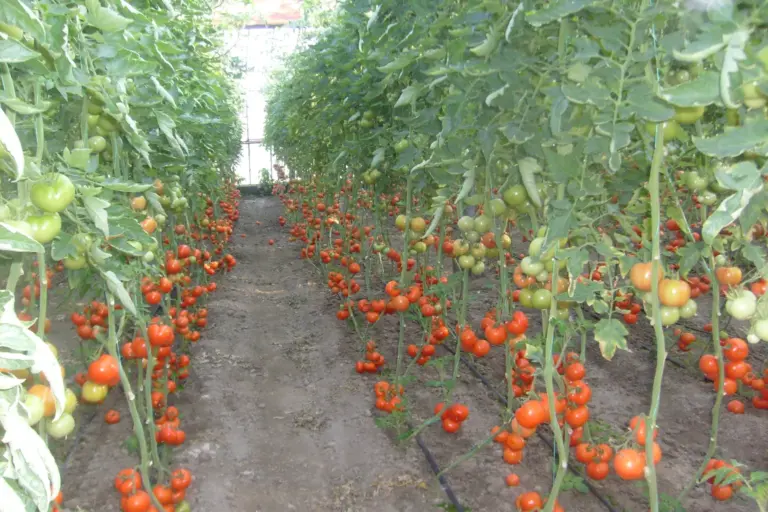 A greenhouse aisle between two rows of tall tomato plants tied up on strings, with ripe red and green fruit hanging low and black drip lines on the soil