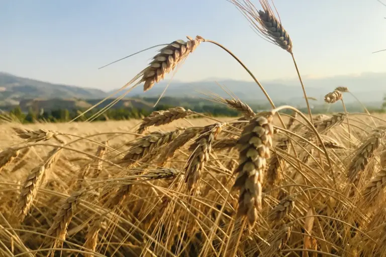 Ripe golden wheat ears in the foreground of a field, with blue hills and a pale sky behind