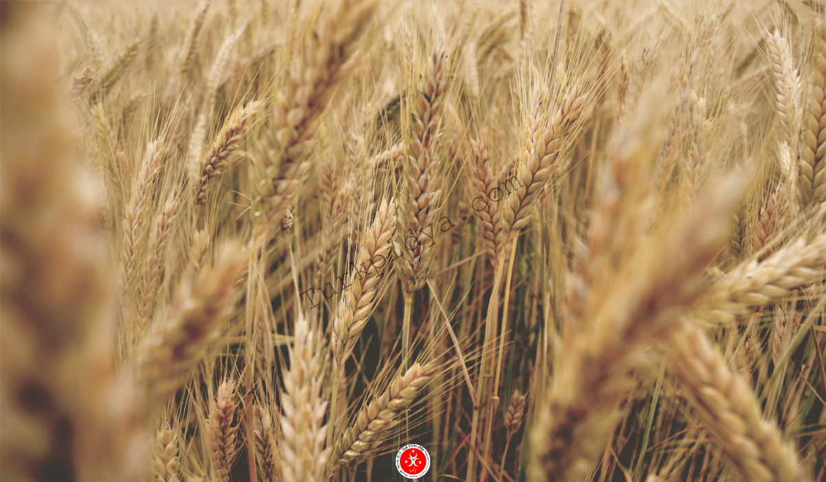 Agriculture in Turkey 2