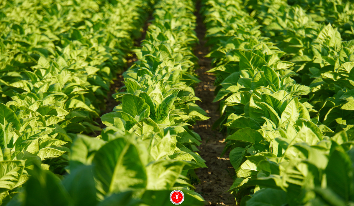 Agricultura en Turquía 4