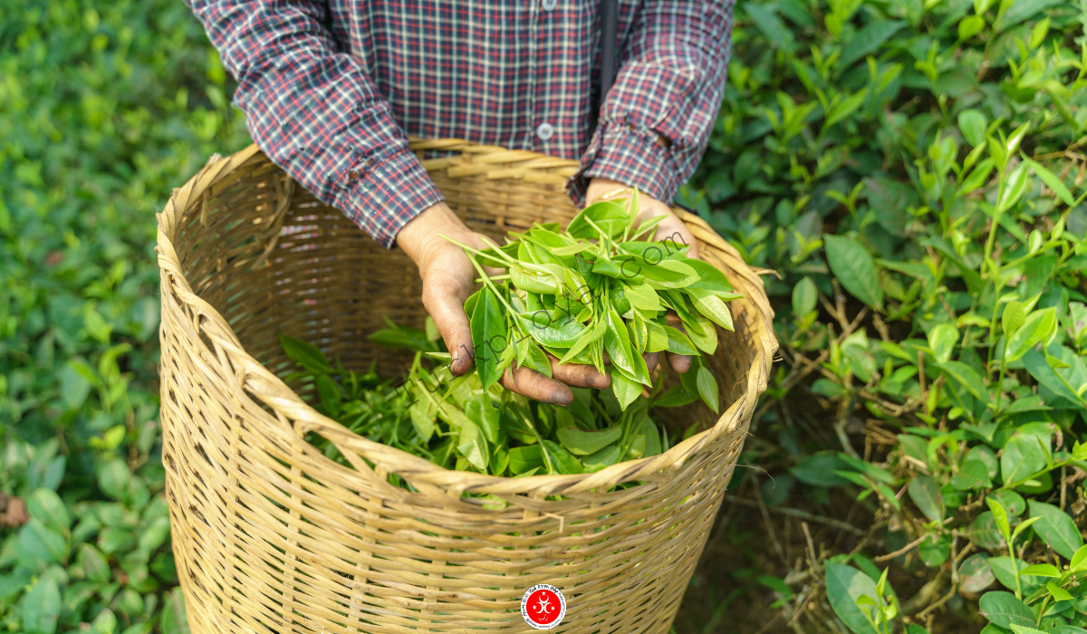 Agricultura na Turquia 5