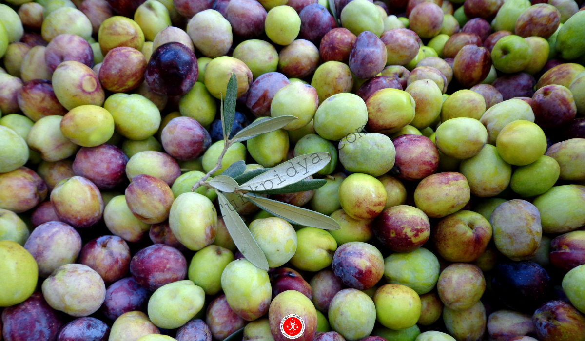 Agriculture in Turkey 6