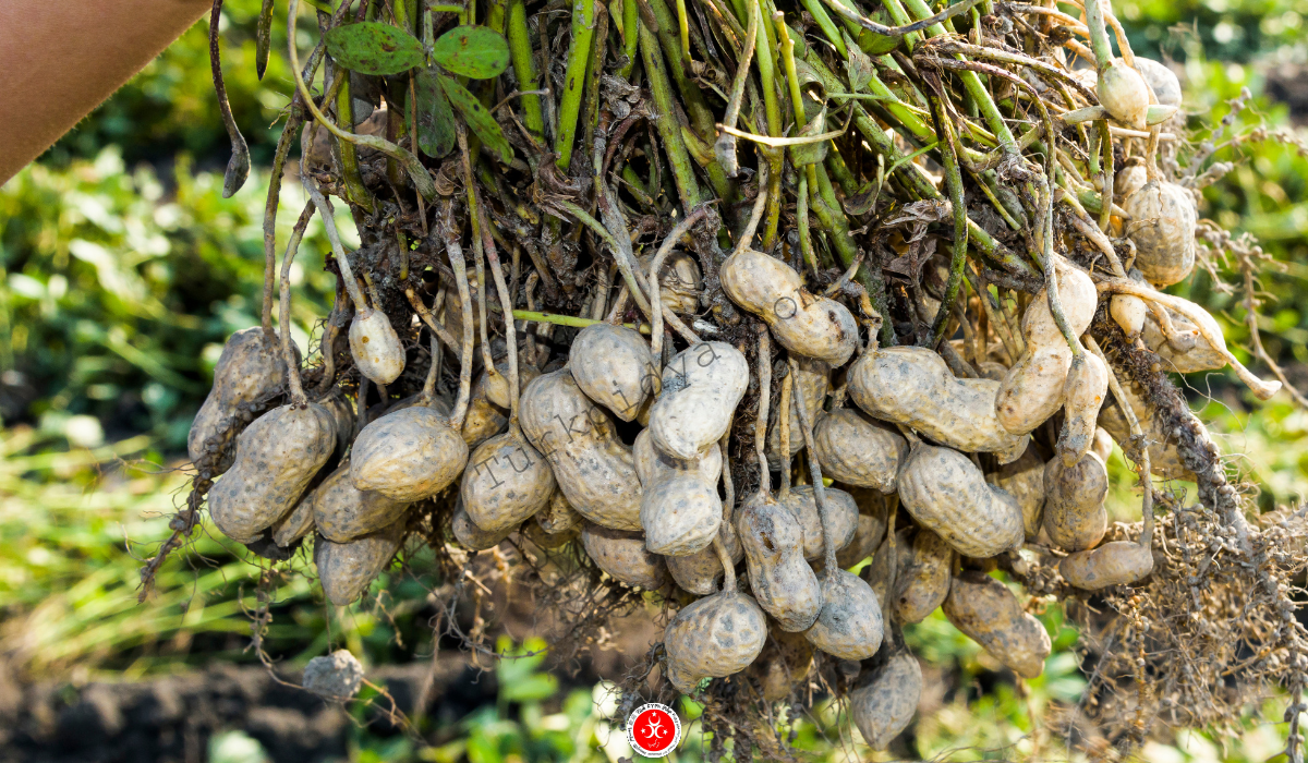 Agriculture in Turkey 7