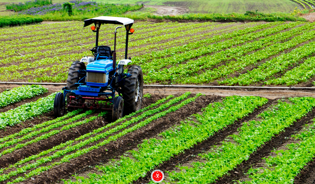 Agricultura în Turcia