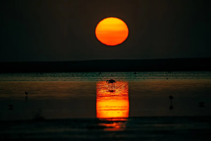 A large orange sun above a dark horizon, with its orange reflection on still water and a bird standing in the water