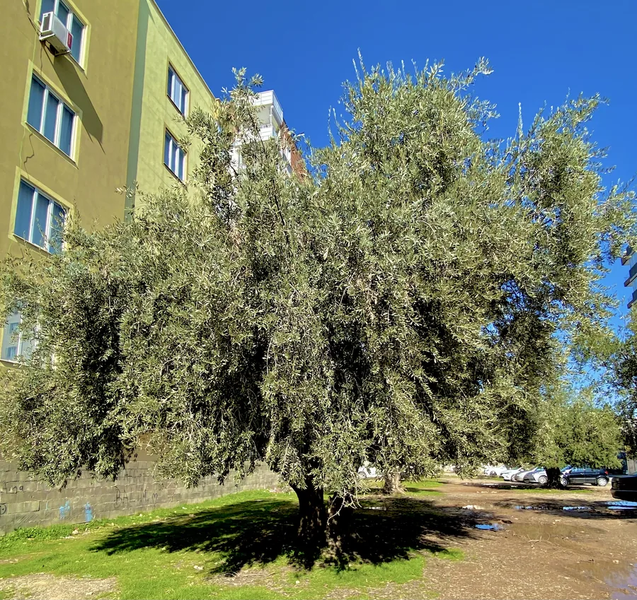Un olivier adulte &agrave; la couronne dense gris-vert, &agrave; c&ocirc;t&eacute; d&rsquo;un immeuble et d&rsquo;un parking, sous un ciel bleu