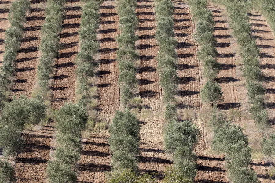 Une colline vue d&rsquo;en haut, avec des rang&eacute;es de jeunes oliviers projetant de longues ombres sur un sol brun labour&eacute;