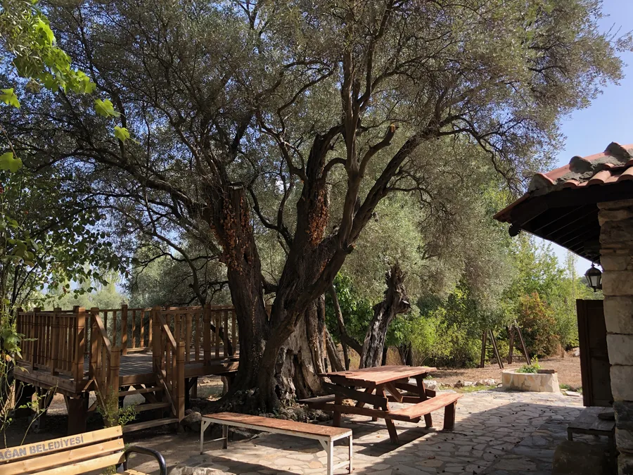 Un vieil olivier au tronc &eacute;pais et fendu et &agrave; la large couronne pr&egrave;s d&rsquo;une maison en pierre, d&rsquo;un banc et d&rsquo;une plateforme en bois