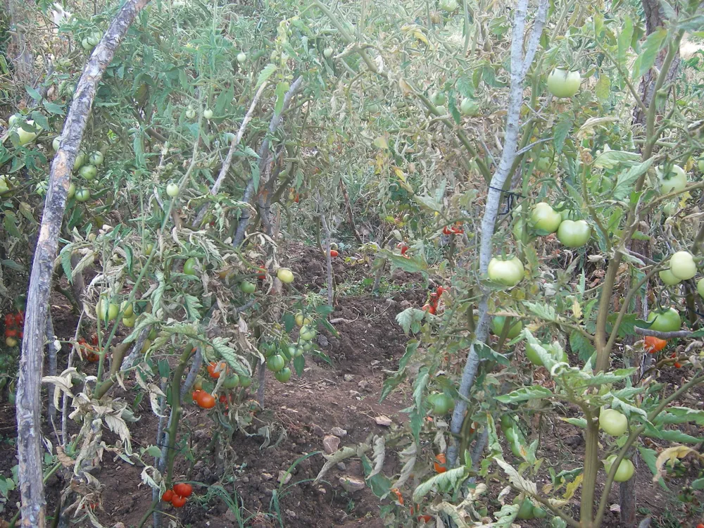 File di piante di pomodoro sorrette da tutori in pieno campo, con frutti verdi e in maturazione tra le foglie