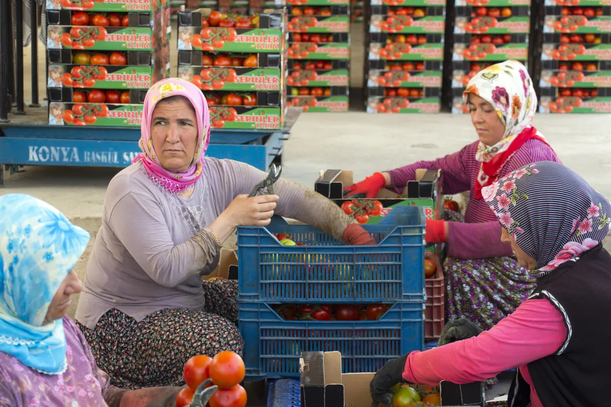 Donne confezionano pomodori rossi in cassette di plastica e scatole di cartone in un’area di confezionamento coperta