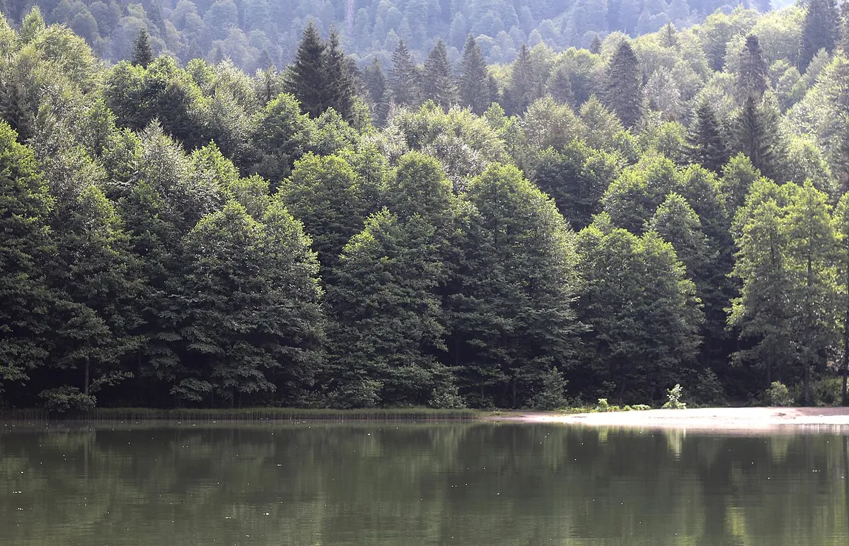 Un denso bosque verde de &aacute;rboles altos sobre el agua tranquila de un peque&ntilde;o lago